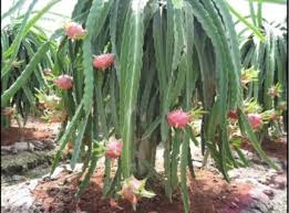 Image result for free pics of dragon fruit