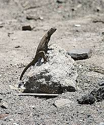 Image result for Microlophus peruvianus