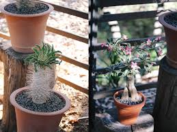 Image result for Pterodiscus aurantiacus