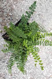 Image result for Asplenium mannii