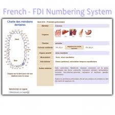 Home Interactive Meridian Tooth Chart