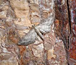 Image result for Eupithecia subumbrata