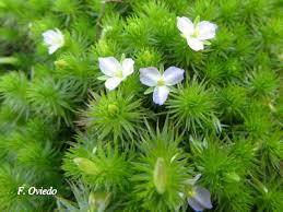 Image result for Mayacaceae