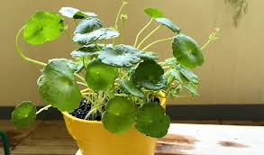 水陸両用植物 ウォーターマッシュルーム をビオトープに植えよう Lovegreen ラブグリーン