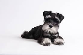 The miniature schnauzer comes in a variety of colors other than the standard black, black and silver, and salt and pepper. 55 Adorable Miniature Schnauzer Dog Pictures