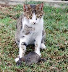Kedi Fare Oyunu Haberler