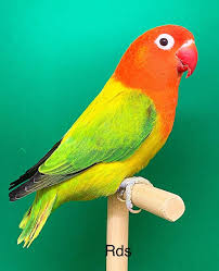 Pin By Erdal Yavas On Agapornis Fischeri Colorful Birds Beautiful Birds Love Birds