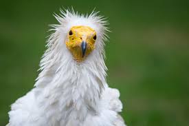 Despite its huge range, populations of egyptian vulture are declining across the globe. Egyptian Vulture Conservation