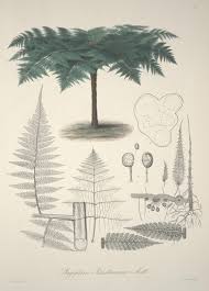 Image result for Megalastrum lanuginosum