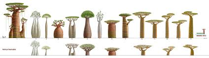 Madagascar The Art Of Yoriko Ito Environment Concept Art Art Tree Art