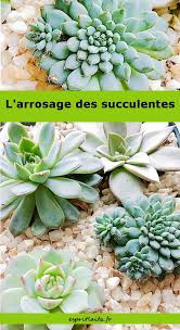 Comment Arroser Les Plantes Grasses Et Les Succulentes Esprit Laita Arroser Plante Plantes Grasses Plante Succulente