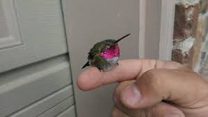 Rth near a yellow trumpet vine. Baby Ruby Throated Hummingbird Happily Perched 9gag