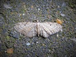 Image result for Eupithecia tenuiata