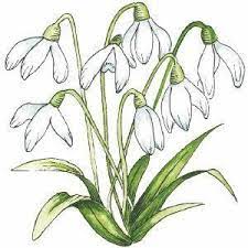 Snowdrops Rubber Stamp 21458 0 1267462796000 Jpg 300 300 Silk Ribbon Embroidery Patterns Silk Ribbon Embroidery Flower Drawing