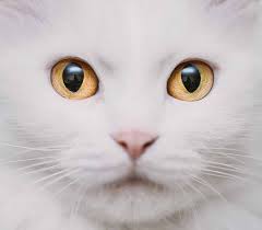 Easysmall cat brown contact lenses colored eye lenses color contact lens makeup nordic mythology degrees myopia prescripti. Cat Eye Colors An Amazing Range Of Shades