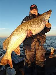 Esox Lucius Worlds Biggest Pikes