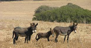 The Karpas Has Been Called The Nature Reserve Of Cyprus With Abundant Wildlife And Flowers As Yet Still Relatively Untouc North Cyprus Nature Reserve Cyprus