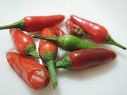 Image result for Capsicum frutescens