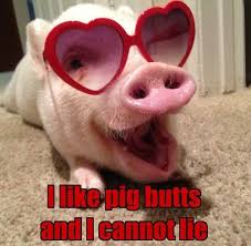 When An Oinker Walks In With Pink Snout In Your Face Cute Baby Pigs Funny Pig Pictures Funny Pigs