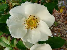 Image result for Rosa laevigata