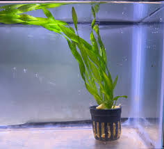 Image result for Vallisneria