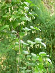 Image result for Asparagus asparagoides