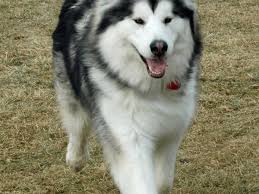 Cascades alaskan malamutes are strong swift and stunning 29 years experience cascades dogs and offspring have won 28 national weight pulling championships.we offer quality puppies from selective breedings to loving caring homes. How To Groom An Alaskan Malamute Pethelpful By Fellow Animal Lovers And Experts