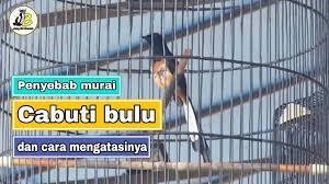 03/01/2014 pukul 11:58 dudung abdul muslim. 11 Ide Tips Burung Di 2021 Murai Cabut Bulu Burung