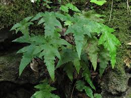 Image result for Tectariaceae
