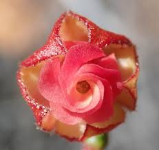 Image result for Hermannia quartiniana