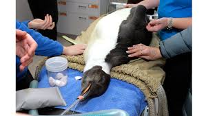 Basicairdata gps logger is a simple app to record your position and your path. Nz Penguin Eats Sleeps Waddles To Delight Of Web Arab News