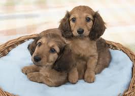 Quality miniature dachshund puppies available for adoption. Mini Dachshunds Puppies For Sale Near Me
