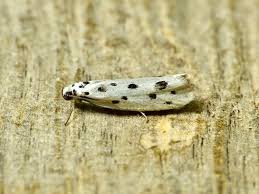 Image result for Telechrysis tripuncta