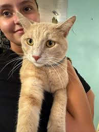 Found cat near Circle K in Bloomington