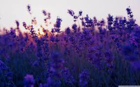 Lavender Aesthetic Laptop Wallpapers Top Free Lavender Aesthetic Laptop Backgrounds Wallpaperaccess How do i make an image my desktop wallpaper? lavender aesthetic laptop wallpapers