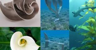 Biodesign The Process Of Innovating Medical Technologies Nature Inspired Innovation 9 Examples Of Biomimicry In Action Slideshow Biomimicry Examples Nature Inspiration Nature Design