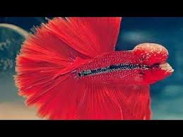 .terbaik aquarium untuk ikan louhan karena masih banyak yang bertanya di video kali ini saya akan shart tentang setting aquarium ikan louhan disini saya ukuran ikan louhan 1 sampain 4 cm ini bisa di satukan jangan lebih dari 5 ekor biar engga berantem karena kalau di satukan bisa berantem dan. Betta Flower Horn Fish Youtube Betta Betta Fish Types Fish