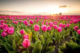What color flowers represent death. 21 Popular Flowers That Mean Death And Mourning Farm Food Family