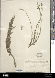 Image result for Wahlenbergia undulata