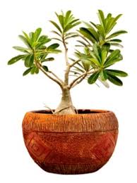 Its leaf segments are square shaped with pointed hooks on one end and along the sides like pincers, giving rise to its common name crab cactus. Desert Rose Plant Care Desert Rose Flower Adenium Obesum