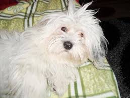 Our goal is to make your experience the best it can be. I Can T Decide Whether My Dog Is A Coton De Tulear Or A Havanese