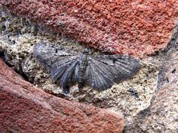 Image result for Eupithecia subumbrata