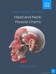 The skeleton forms the frame for the body and makes up about on fifth of the body's weight. Muscle Anatomy Reference Charts Free Pdf Download Kenhub