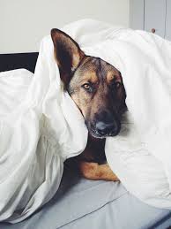 Lalalalovelythings German Shepherd Photography Dogs German Shepherd Dogs