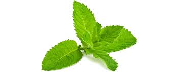It's native to parts of europe and asia. Mint Alimentarium