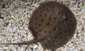 Image result for Stingray