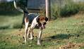 PuppyFind | Treeing Walker Coonhound Puppies for Sale