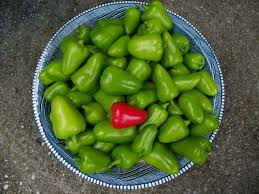 Fairly large, blocky fruits have the standard bell pepper look, but with a unique coloration that is not usually seen. Ornamental Pepper Capsicum Pretty N Sweet In The Peppers Database Garden Org