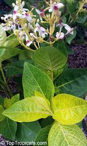 Image result for Eranthemum laxiflorum