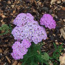 As The Name Suggests Achillea Millefolium Lavender Amp Lace Is Shorter Than Many Of The Achilleas That We Achillea Millefolium Achillea Wildflower Garden